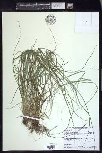 Carex arcta image