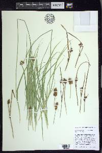 Carex harfordii image