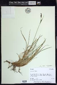 Carex bigelowii subsp. lugens image