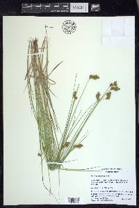 Carex waponahkikensis image