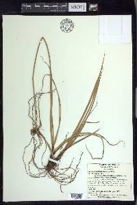 Cyperus planifolius image