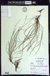 Carex rossii image