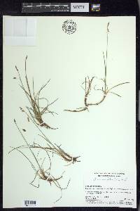 Carex rariflora image