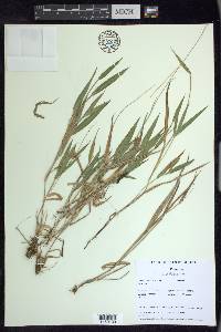 Dichanthelium xanthophysum image