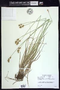 Carex merritt-fernaldii image