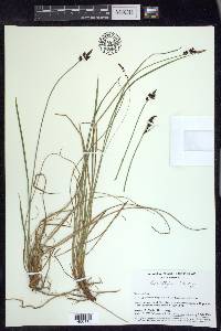 Carex stylosa image