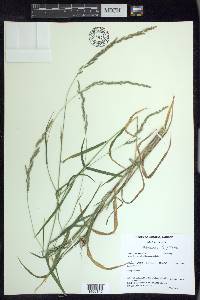 Muhlenbergia mexicana image