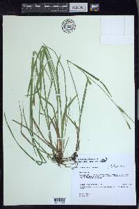 Carex tetanica image