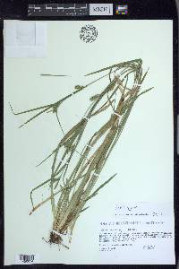 Carex grisea image