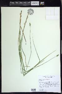 Carex mesochorea image