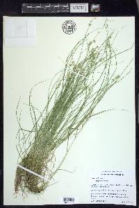 Carex echinata image