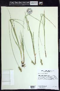 Carex austrina image