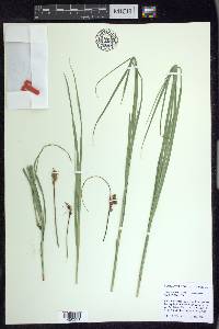 Carex harfordii image