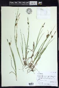 Carex saxatilis image