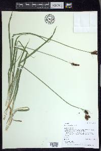 Carex raynoldsii image