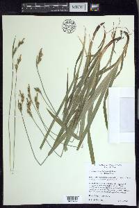 Carex hirtifolia image