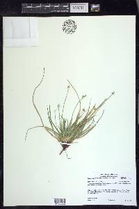 Carex tonsa var. tonsa image