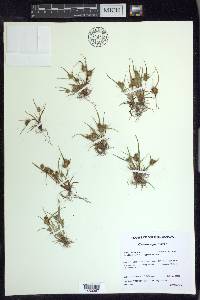 Cyperus squarrosus image