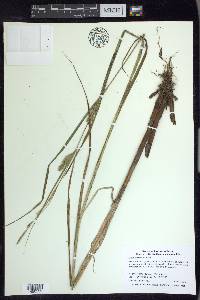 Carex atherodes image