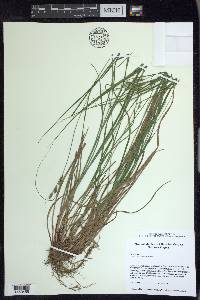 Carex swanii image