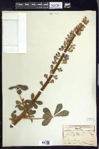 Lupinus hirsutissimus image