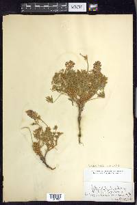 Lupinus aridus subsp. aridus image