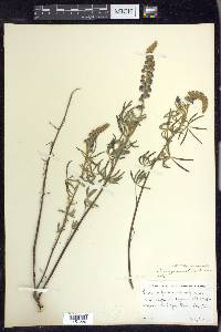 Lupinus argenteus var. myrianthus image