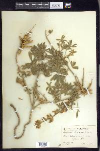 Lupinus formosus image