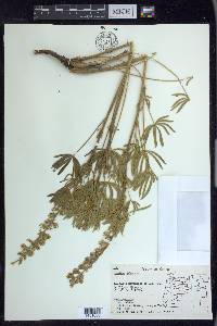 Lupinus arbustus image