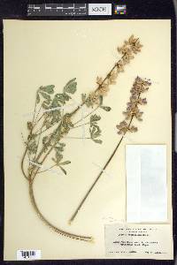 Lupinus subvexus image