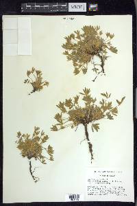 Lupinus caespitosus var. utahensis image