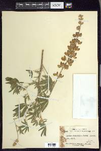 Lupinus longifolius image