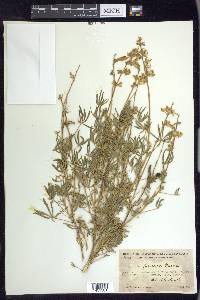 Lupinus formosus image