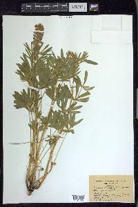 Lupinus leucophyllus image