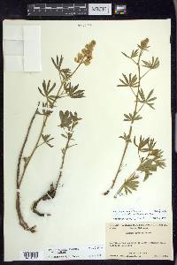 Lupinus croceus image