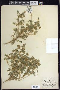 Lupinus minimus image