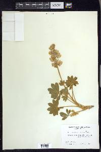 Lupinus grayi image