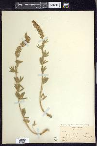 Lupinus argenteus var. meionanthus image