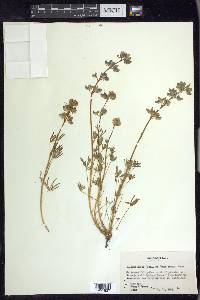 Lupinus nanus image