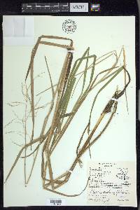 Glyceria canadensis image