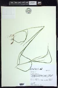 Poa trivialis image