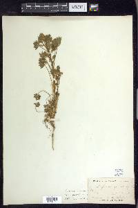 Lupinus concinnus image