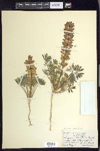 Lupinus subvexus image