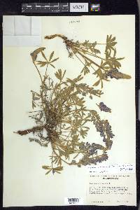 Lupinus minimus image