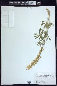 Lupinus arbustus image