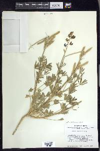 Lupinus havardii image