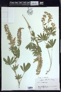 Lupinus arbustus image