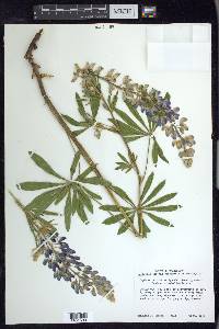 Lupinus latifolius image