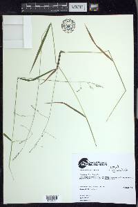 Festuca subverticillata image