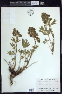 Lupinus arcticus image